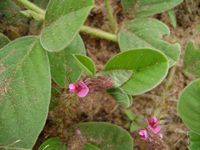 Indigofera flavicans fl3-t.JPG